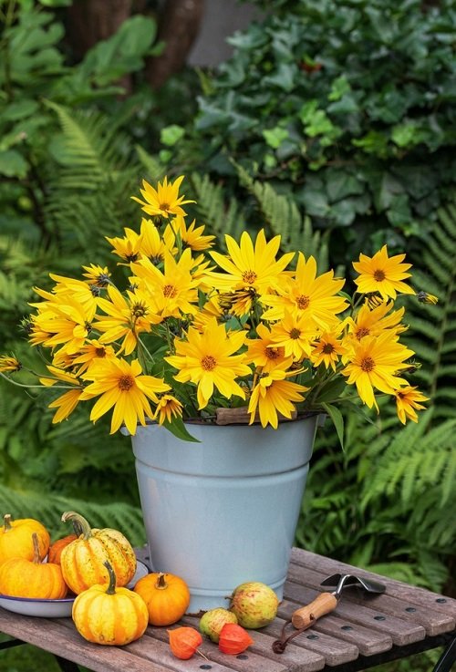 50 Most Beautiful Yellow Perennial Flowers 24