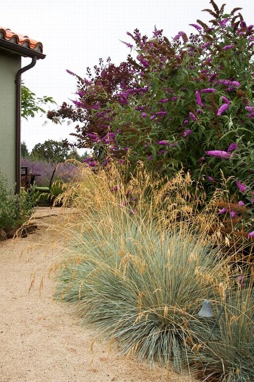 Tall Grasses for Privacy home
