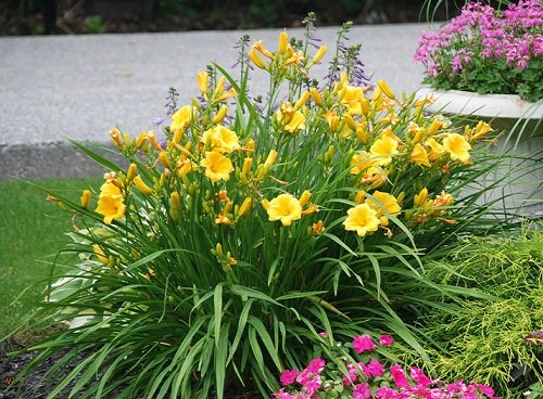 50 Most Beautiful Yellow Perennial Flowers 14