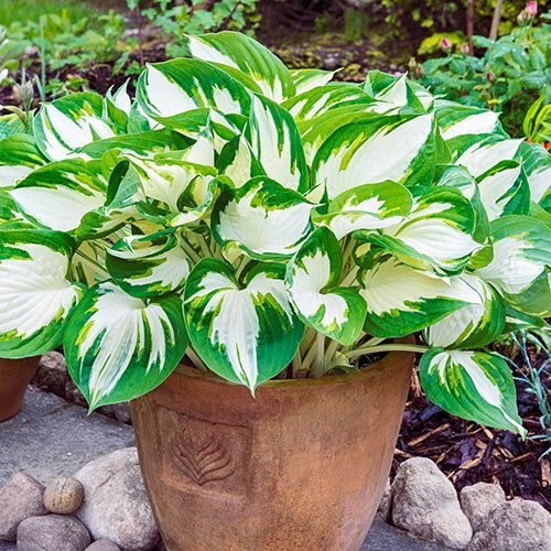 Colorful Hostas You Must Plant in Your Garden 16