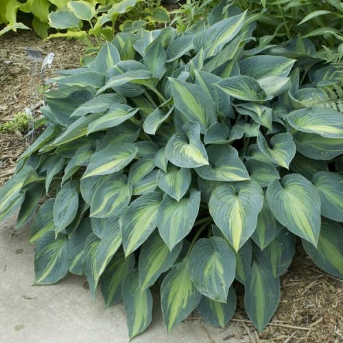 Colorful Hostas You Must Plant in Your Garden 21