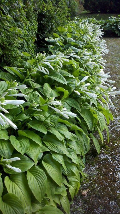 Colorful Hostas You Must Plant in Your Garden 7
