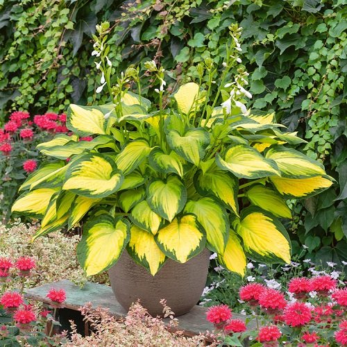 Colorful Hostas You Must Plant in Your Garden 18