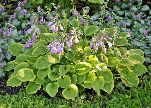 Colorful Hostas You Must Plant in Your Garden 4