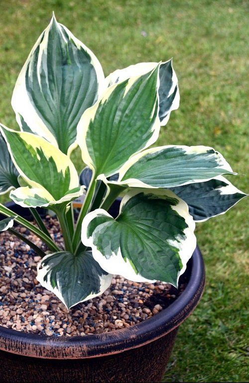 Colorful Hostas You Must Plant in Your Garden 16