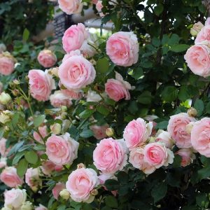 How Long Do Roses Last? Find Out! | Balcony Garden Web