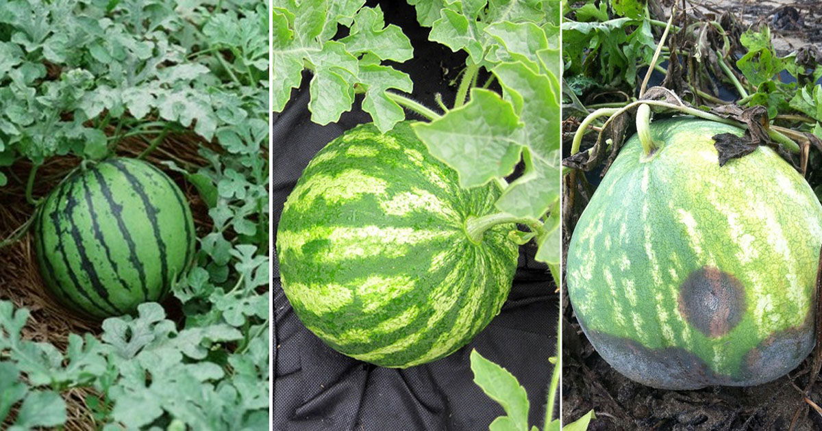 How to Pick a Good Watermelon | 6 Important Tips