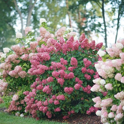 Gorgeous Varieties of Oakleaf Hydrangeas 1