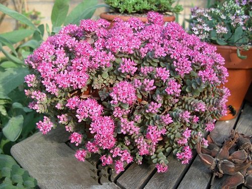 Succulents with Purple Flowers 7