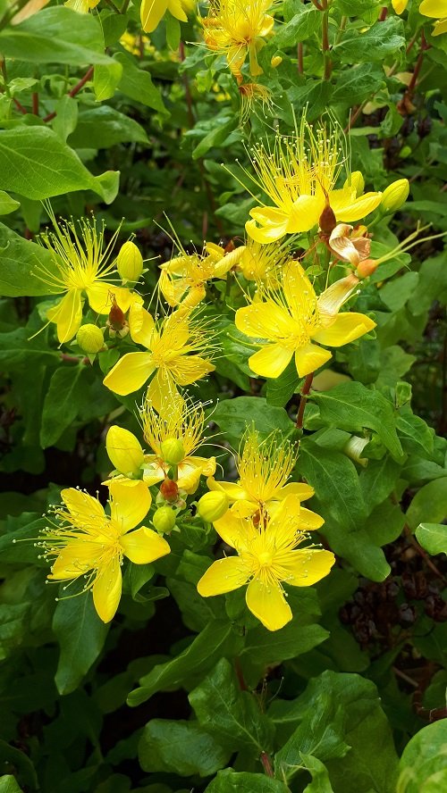50 Most Beautiful Yellow Perennial Flowers 21