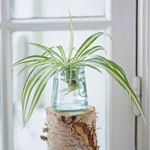 spider plant in jar on wooden table 