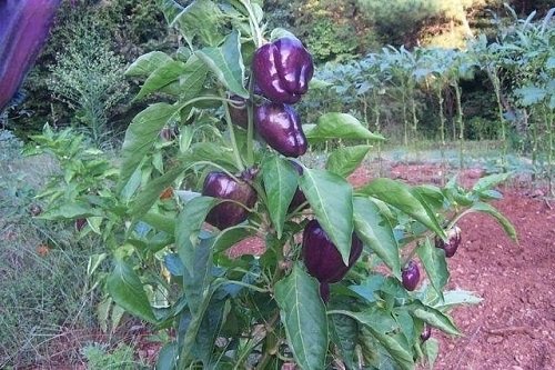'Islander' Sweet Pepper varities