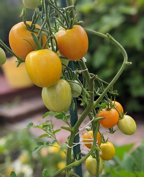 27 Best Tasting Tomatoes for Your Cuisines! 8