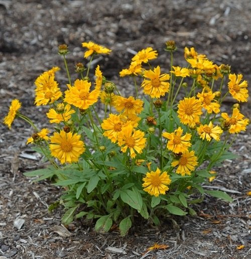 50 Most Beautiful Yellow Perennial Flowers 16
