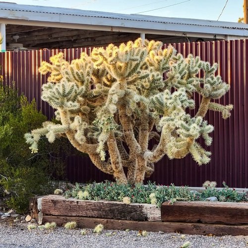 Jumping Cholla Cactus Facts and Growing Information 1