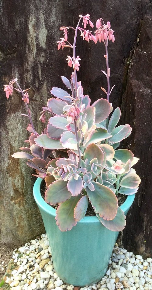 Succulents With Pink Flowers 9