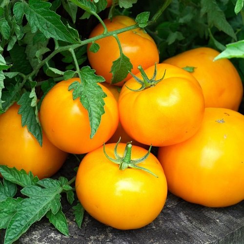 27 Best Tasting Tomatoes for Your Cuisines! 10