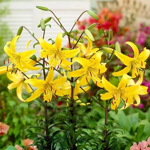 Types of Yellow Lilies 3