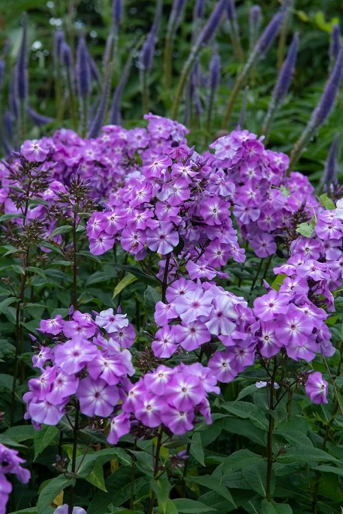 best Purple Perennial Flowers