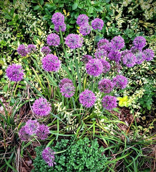 top best Purple Perennial Flowers