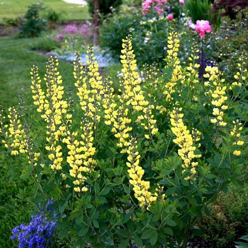 50 Most Beautiful Yellow Perennial Flowers 17