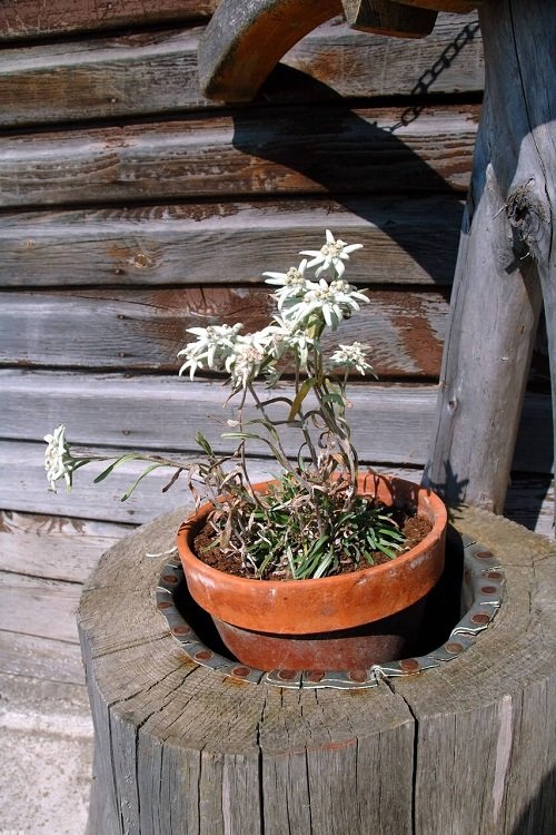 Pot Size for Edelweiss Flower 