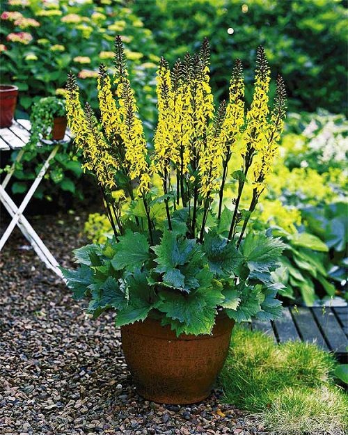 37 Beautiful Perennials for Shade That Bloom all Summer 17