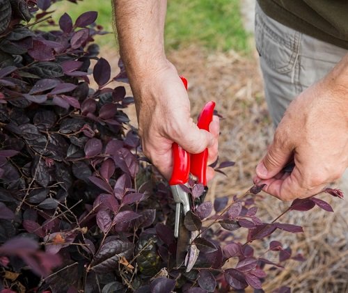 When and How To Prune Loropetalum 2