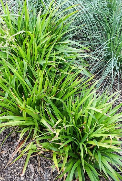 The Best Shade-Growing Ornamental Grasses 2
