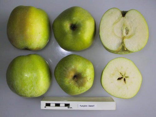 best Different Types of Green Apple Varieties