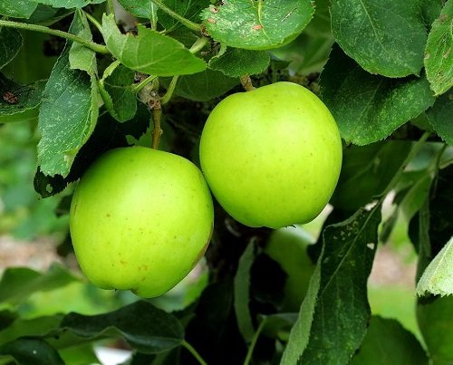 Different Types of Green Apple Varieties 29