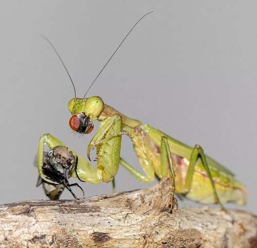 Praying Mantis Facts + What Do Praying Mantis Eat 3