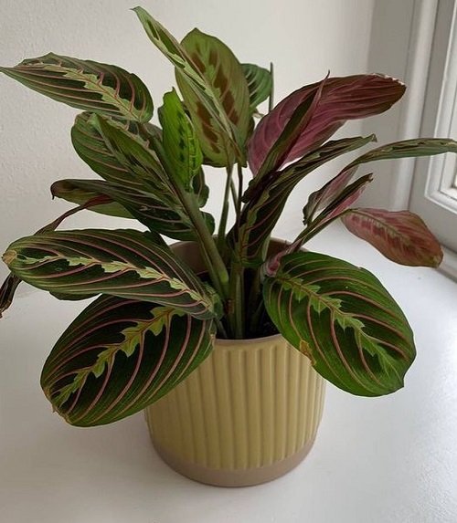 plants with purple and green leaves indoor