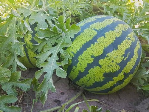 melons are Sunflower Companion Vegetables