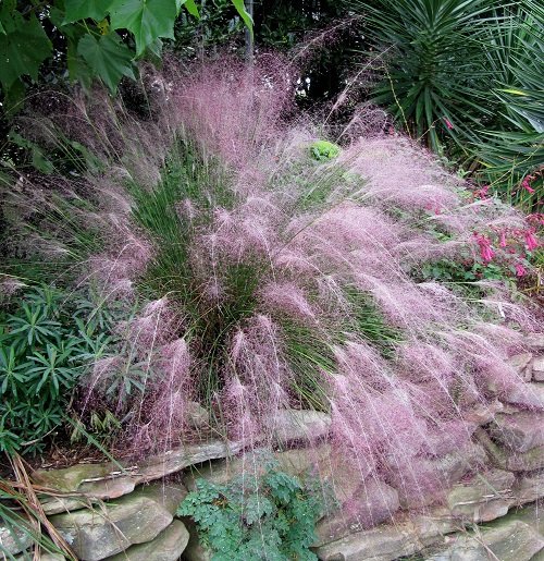 The Greatest Decorative Grasses for Shade 1