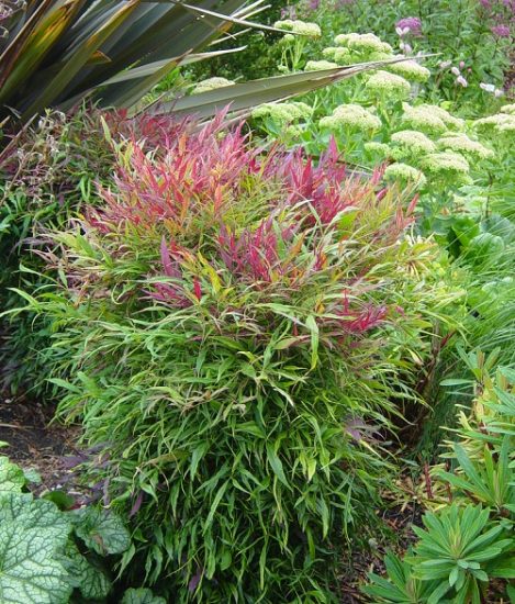 15 Beautiful Types Of Nandina Varieties Balcony Garden Web 9045