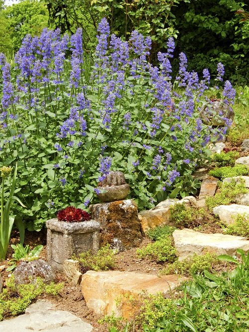 Purple Evergreen Flowers in rock garden