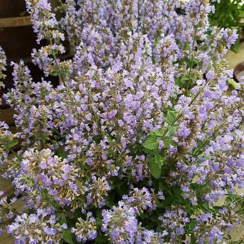 catnip in garden