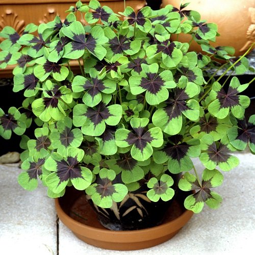 22 Best Purple and Green Plants You Should Try Growing 5