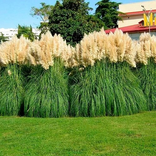 Tall Grasses for Privacy 3