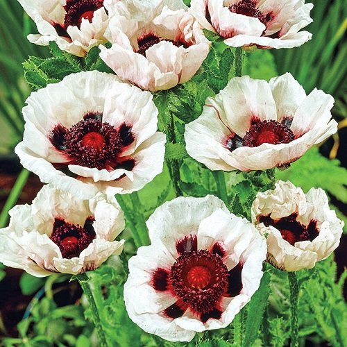 14 Stunning Red and White Flowers 7