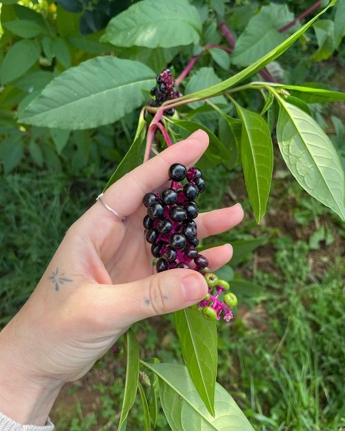 Is Pokeweed Poisonous to Touch 3