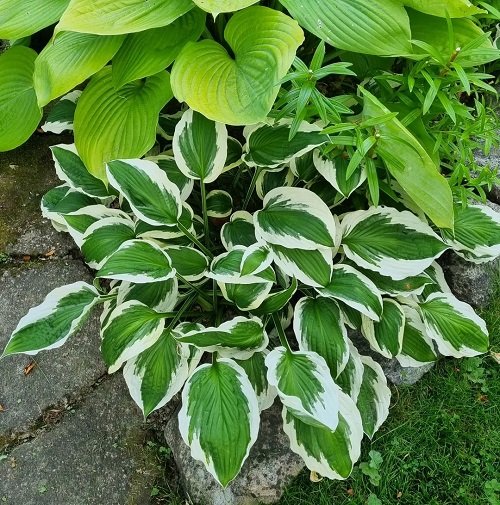 Colorful Hostas You Must Plant in Your Garden 17