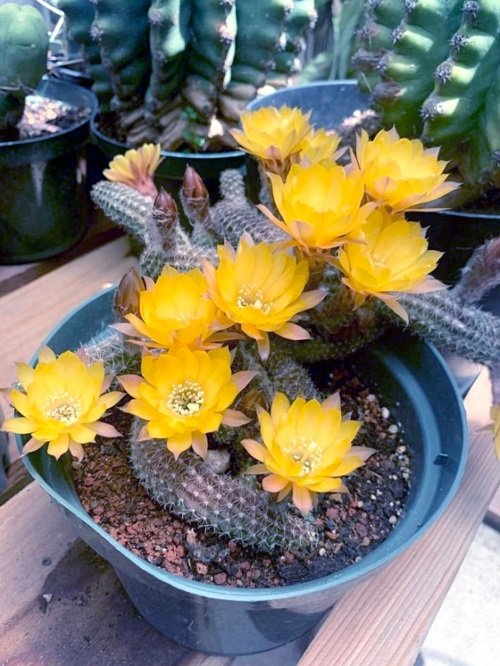 Yellow-Flowered Succulents in pot