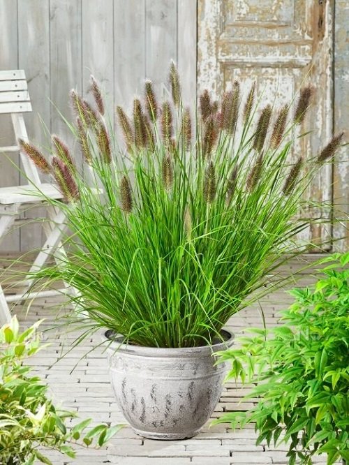 Best Types of Fountain Grasses for Containers 3
