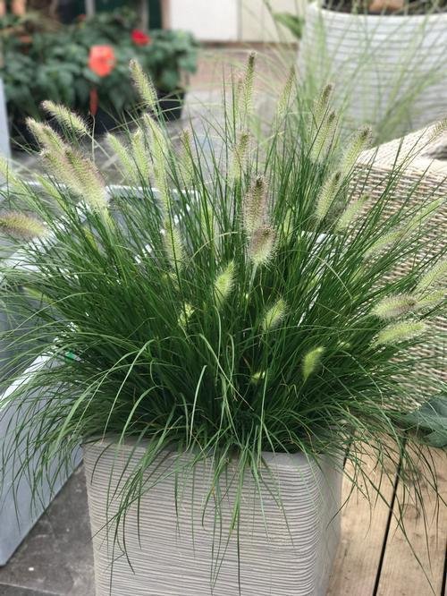 Tall Grasses for Privacy 