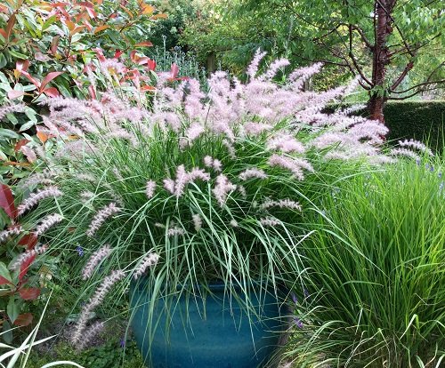 Best Types of Fountain Grasses for Containers 5