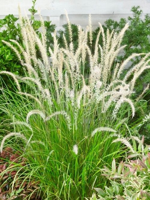 Best Types of Fountain Grasses for Containers 7