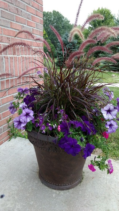 Best Types of Fountain Grasses for Containers 12