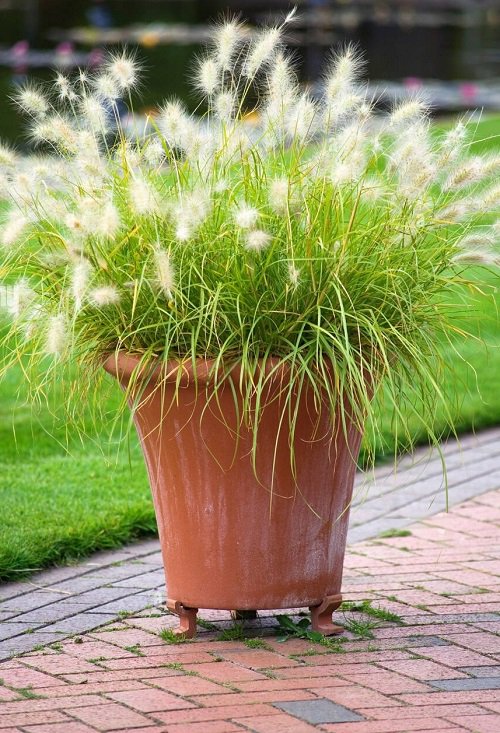 Best Types of Fountain Grasses for Containers 15